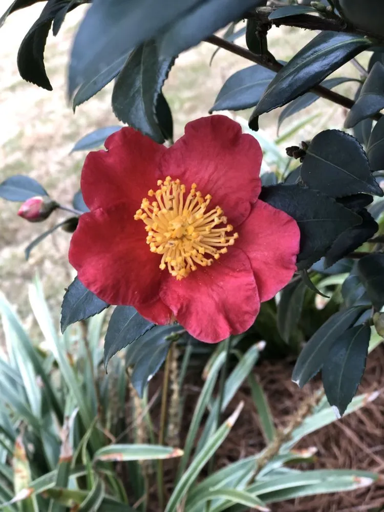 Local landscape installation near you in Shreveport, LA by Matthews Landscape & Pest