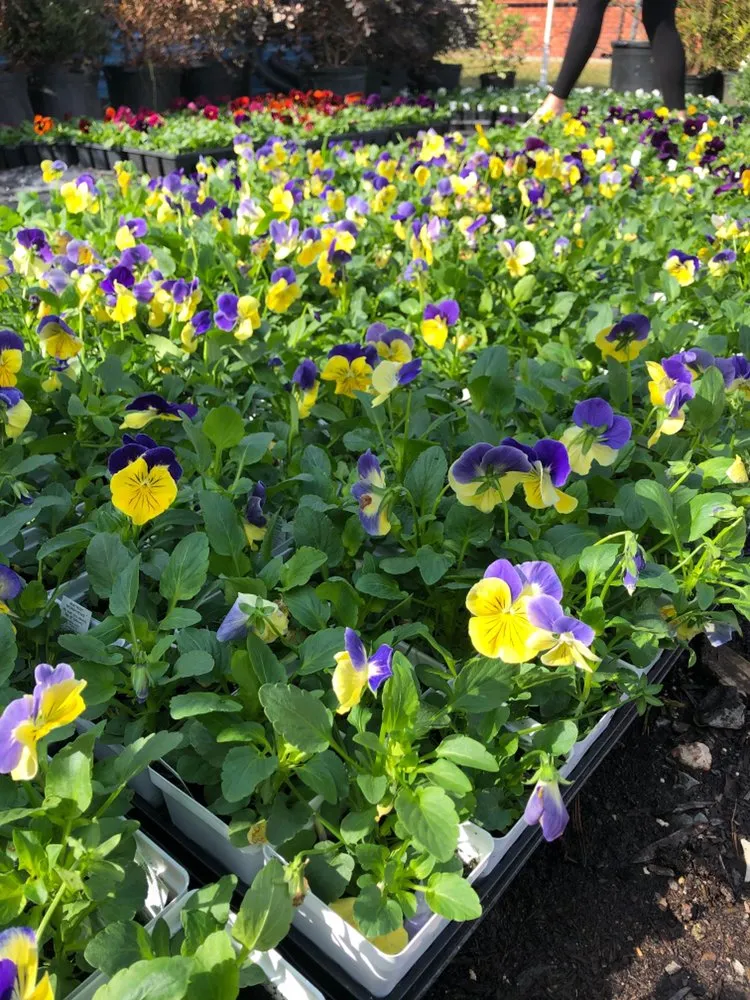 Affordable landscape installation experts serving Shreveport, LA - Matthews Landscape & Pest