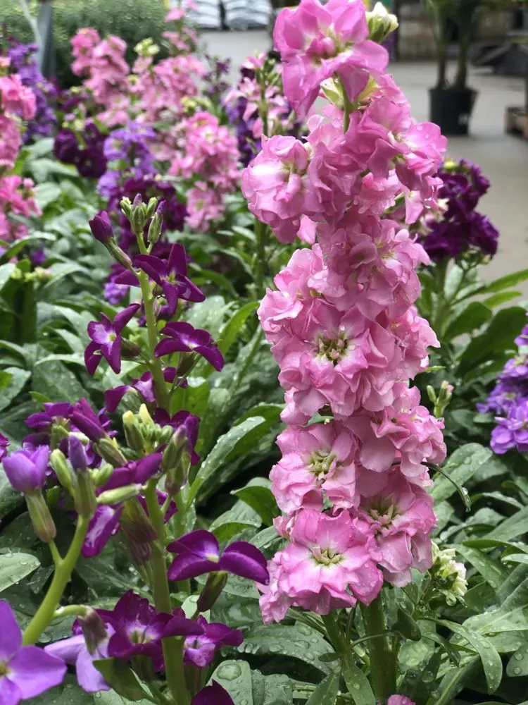 Expert garden landscaping in Shreveport, LA by Matthews Landscape & Pest