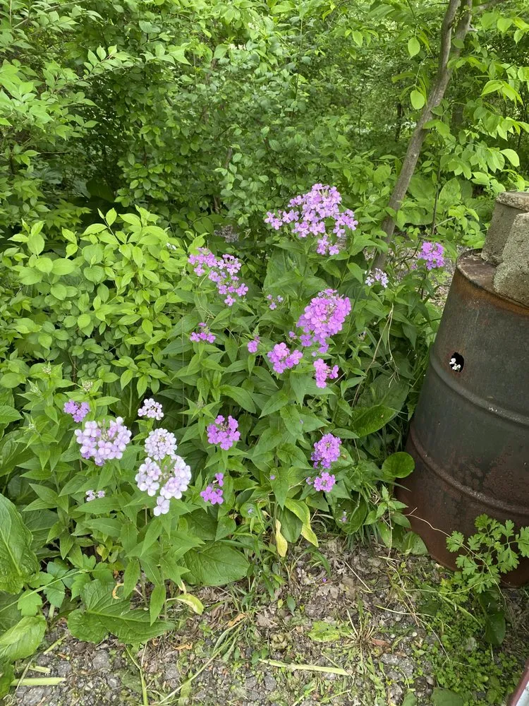 Professional landscape installation for beautiful yards in Roseville, MI by Matthew’s Landscaping
