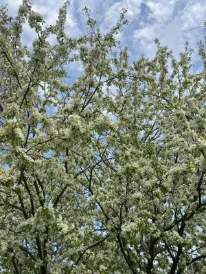 Matthew’s Landscaping Logo