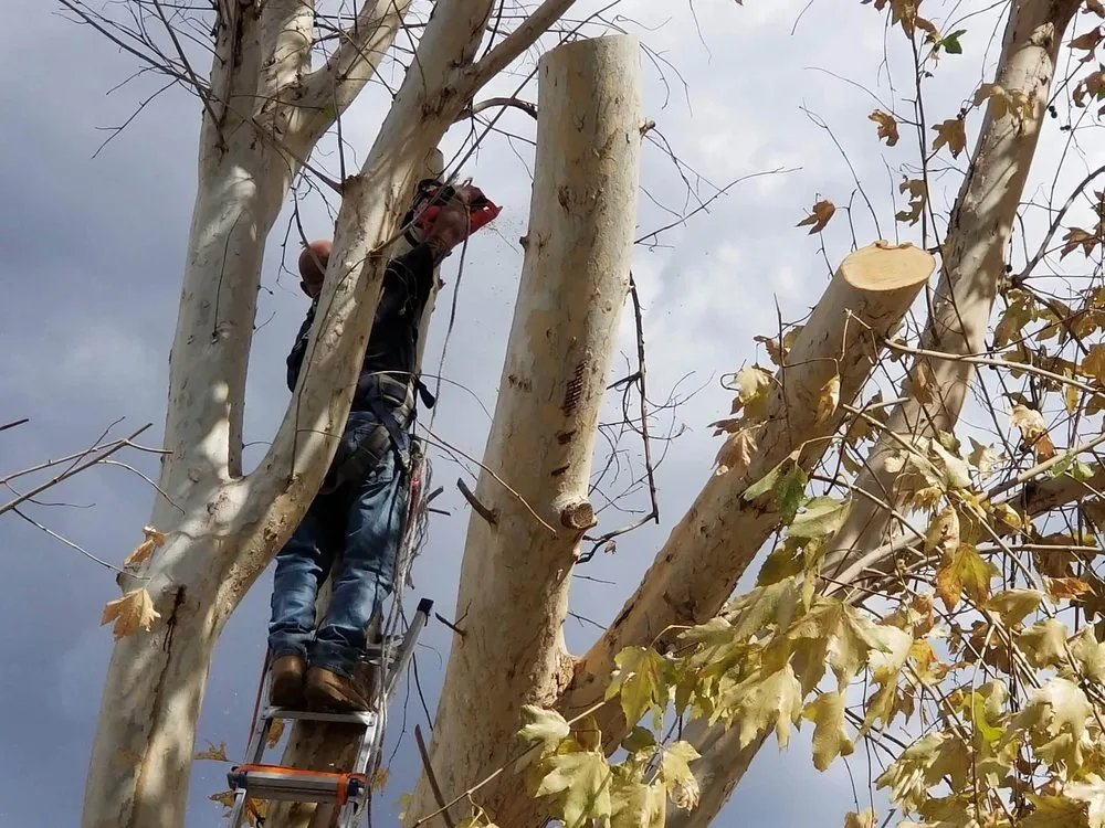 Custom landscaping services for year-round maintenance across Hemet, CA - Matthew's Maintenance