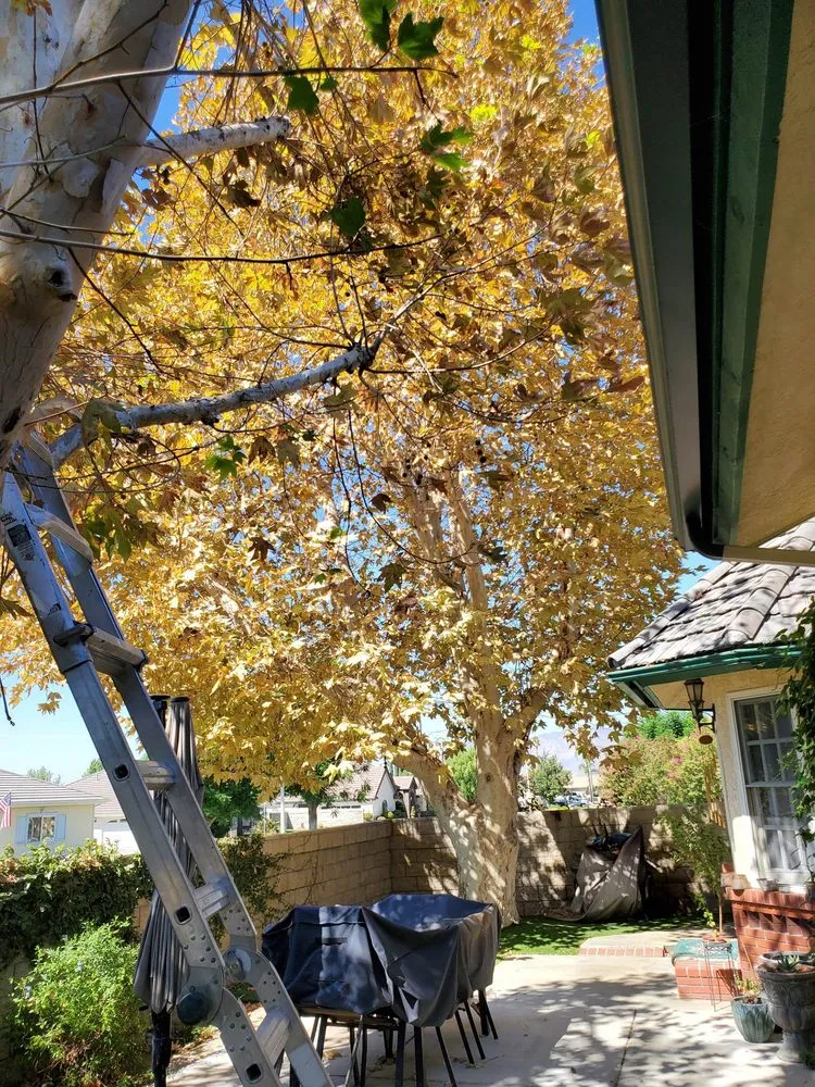 Professional lawn care service in Hemet, CA - Matthew's Maintenance