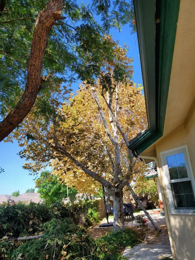 Professional landscape installation experts serving Hemet, CA - Matthew's Maintenance