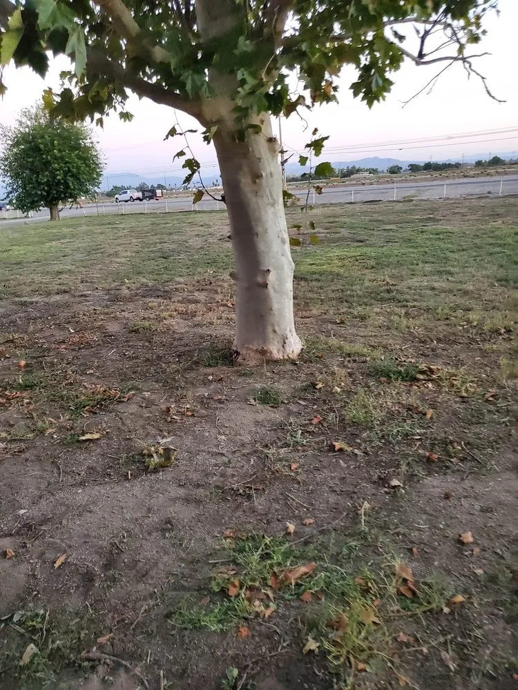 Top-rated lawn mowing service experts serving Hemet, CA - Matthew's Maintenance