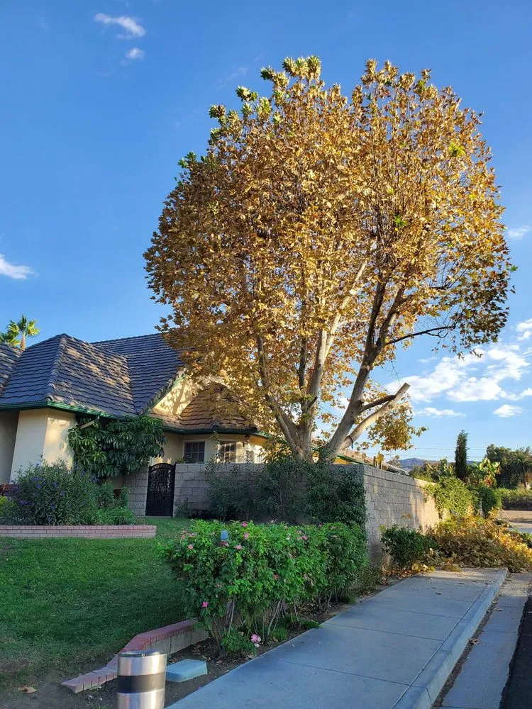 Trusted residential landscaping for beautiful yards in Hemet, CA by Matthew's Maintenance