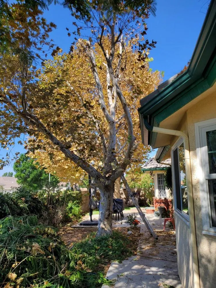 Top-rated landscaping services in Hemet, CA by Matthew's Maintenance