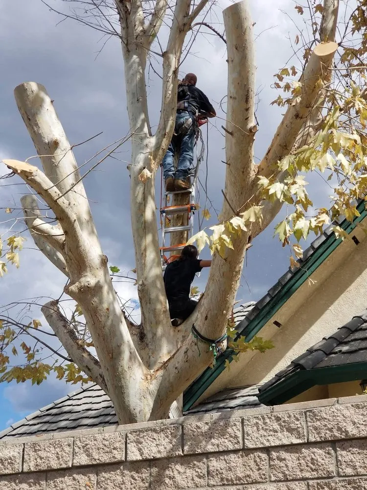 Top-rated yard maintenance in Hemet, CA - Matthew's Maintenance