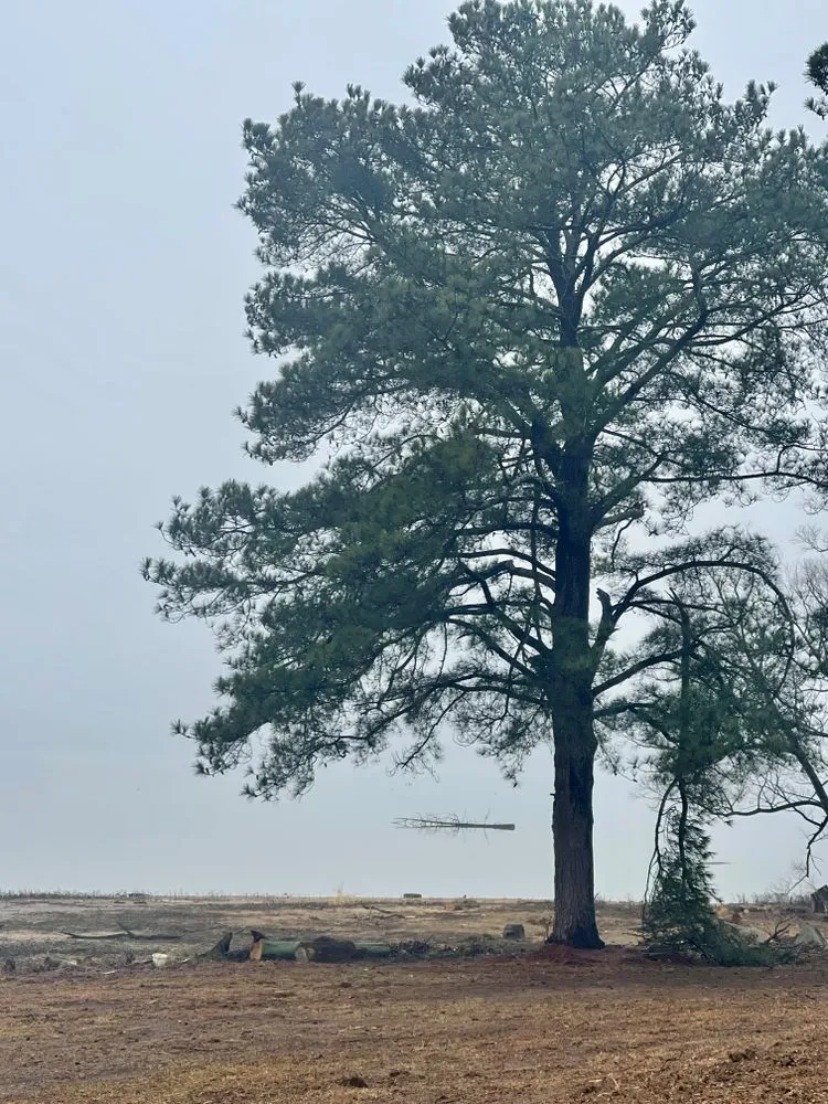 Custom lawn care service with custom design in Hollywood, AL by Matthews Tree And Landscape