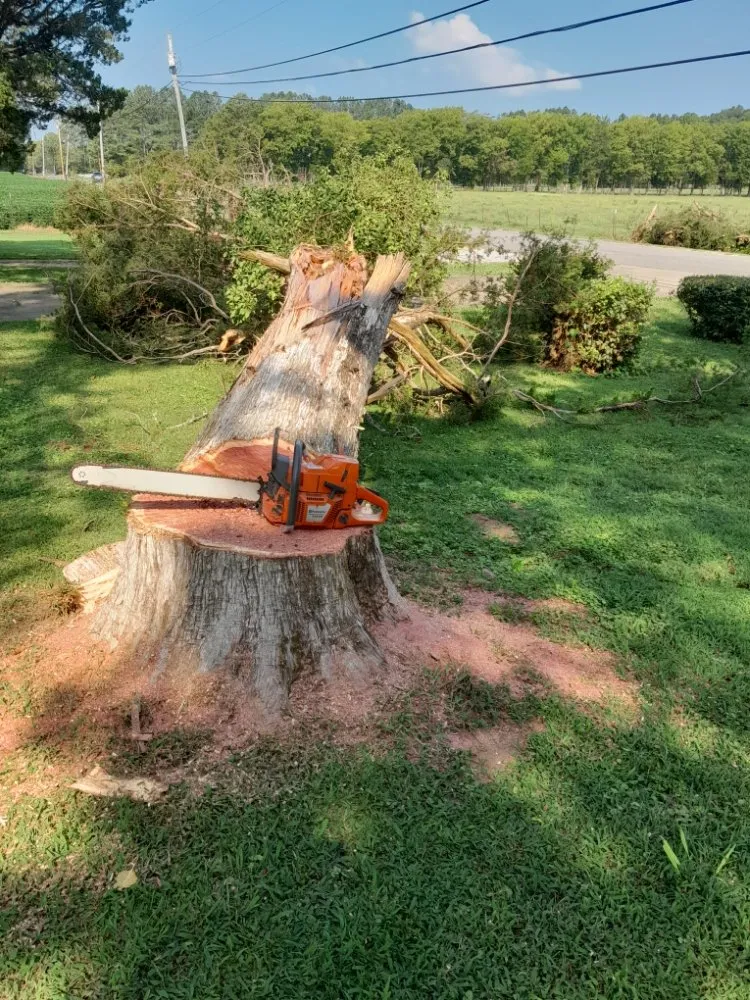 Local residential landscaping experts serving Hollywood, AL - Matthews Tree And Landscape