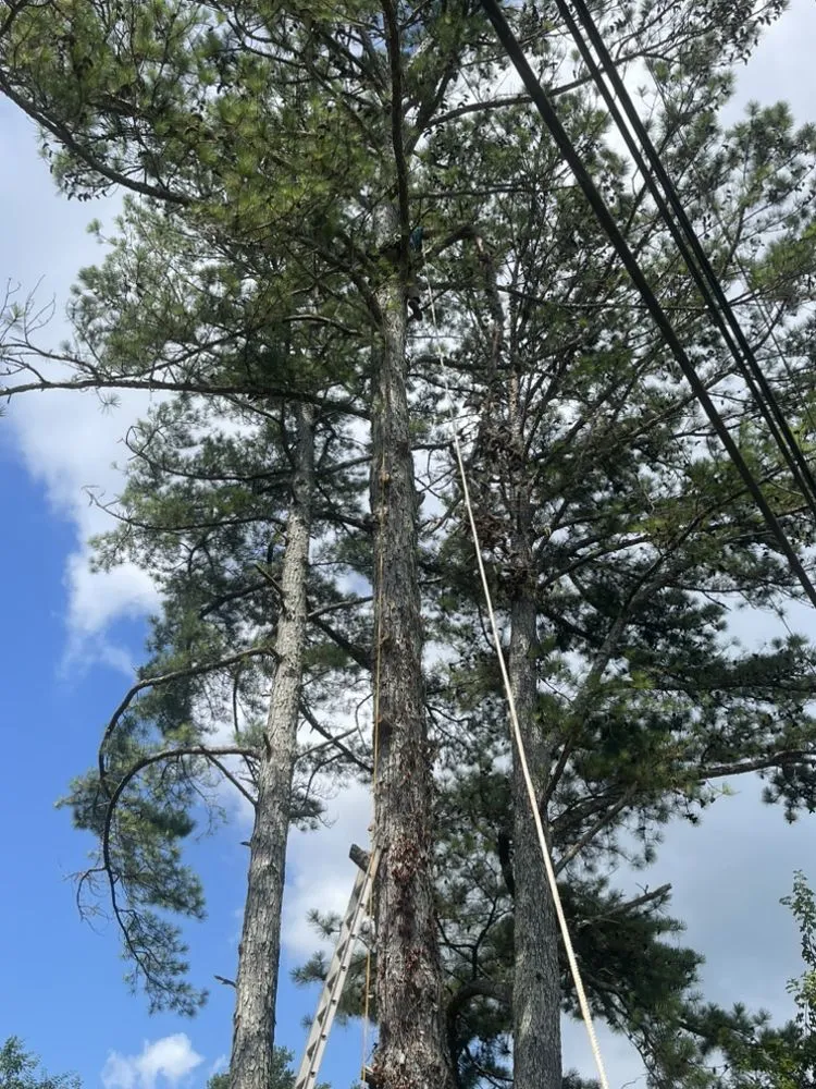 Trusted residential landscaping in Hollywood, AL by Matthews Tree And Landscape