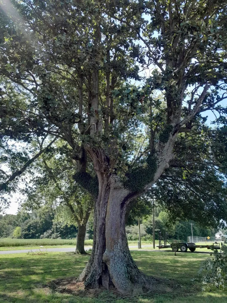 Local residential landscaping near you in Hollywood, AL by Matthews Tree And Landscape