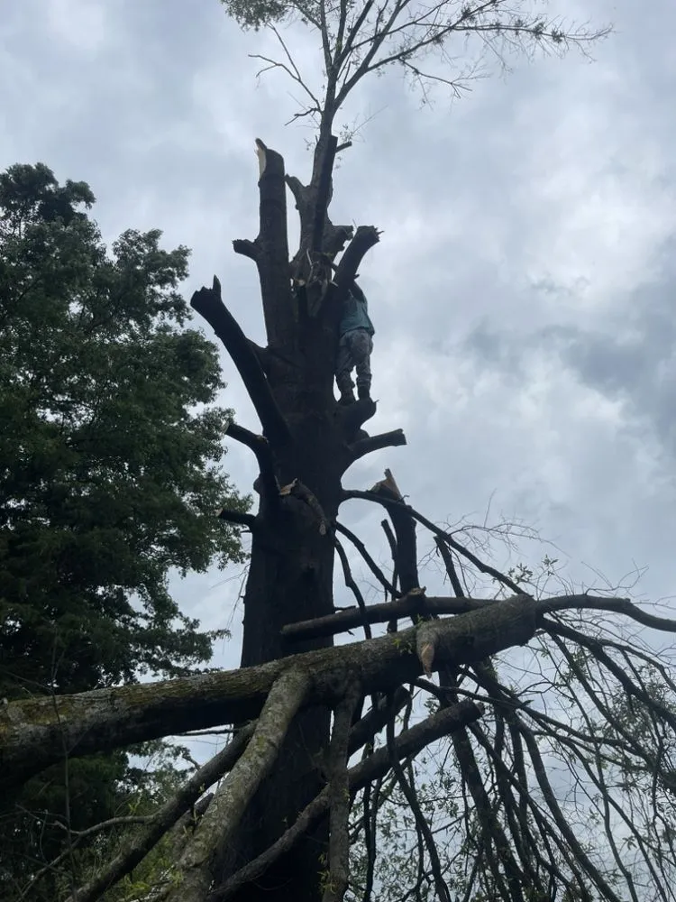Affordable yard cleanup service in Hollywood, AL - Matthews Tree And Landscape