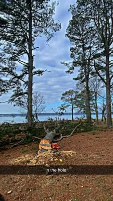 Matthews Tree And Landscape