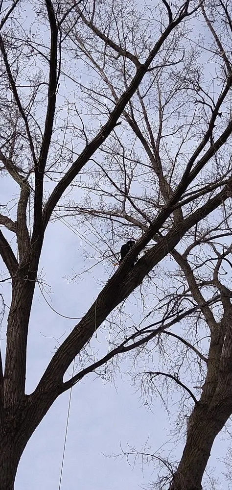 Reliable landscape design in Saint Francis, MN - Matthew's Tree and Landscape