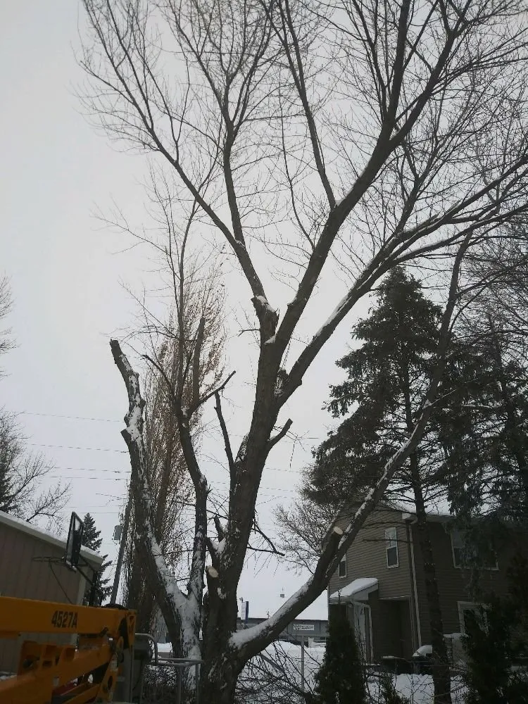 Reliable yard maintenance for residential properties across Saint Francis, MN - Matthew's Tree and Landscape