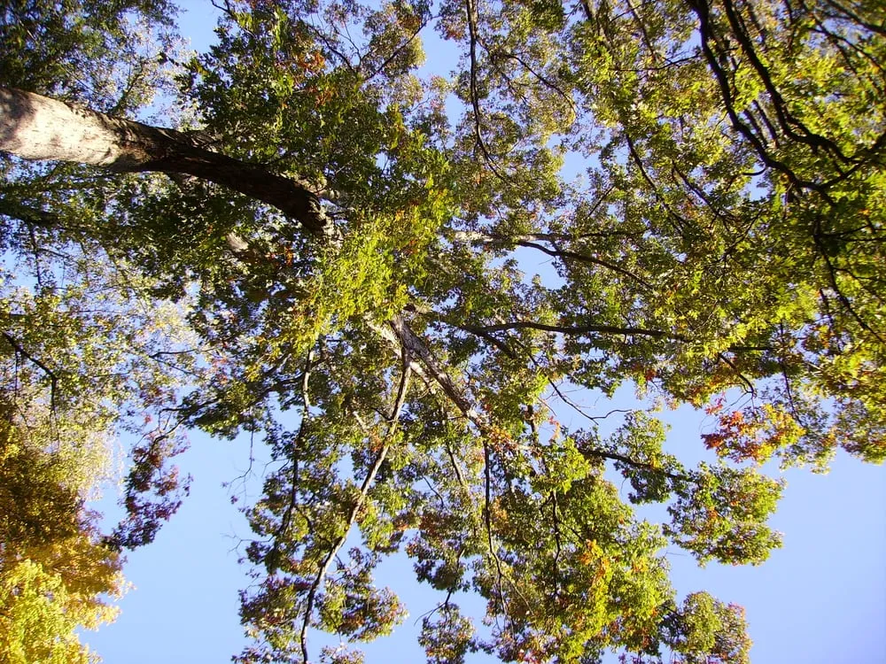 Reliable outdoor landscaping for homes across Acworth, GA - Matthew's Tree Service Inc