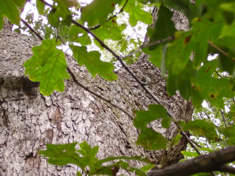 Professional yard cleanup service in Acworth, GA - Matthew's Tree Service Inc