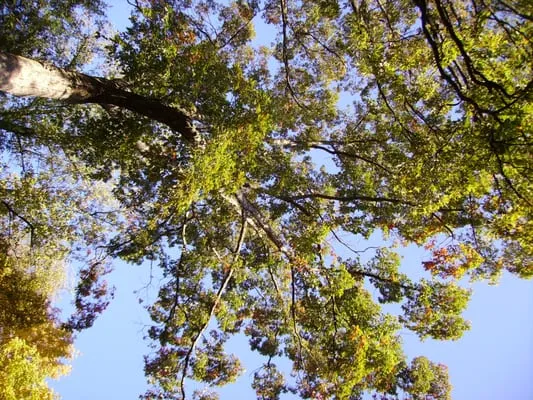 Matthew's Tree Service Inc Logo