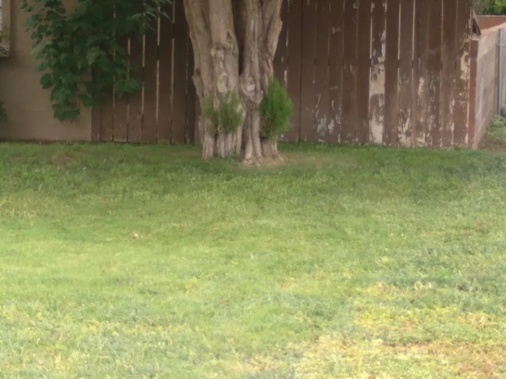 Top-rated landscape design in Carlsbad, NM by Matts Automotive and Landscaping