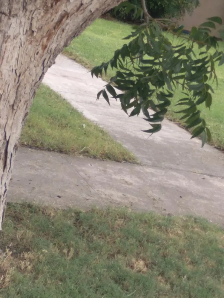 Local lawn care service in Carlsbad, NM by Matts Automotive and Landscaping