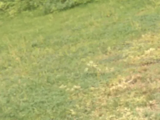 Matts Automotive and Landscaping Logo