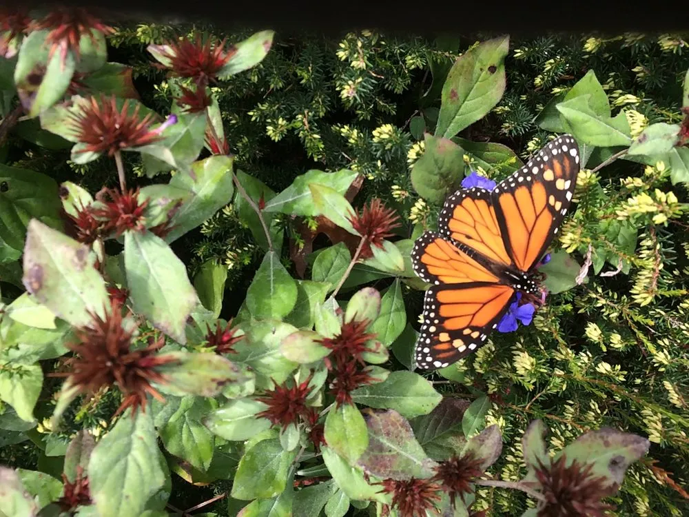 Local residential landscaping experts serving Edgartown, MA - Matt's GreenThumb Landscaping