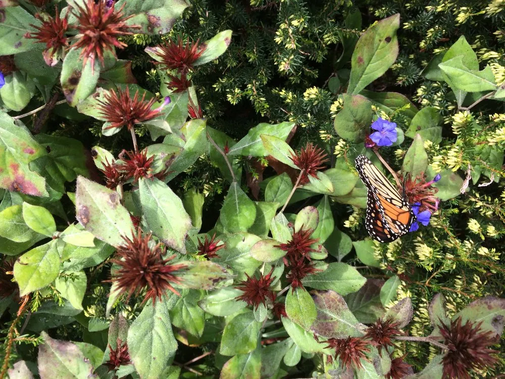 Top-rated landscape design experts serving Edgartown, MA - Matt's GreenThumb Landscaping