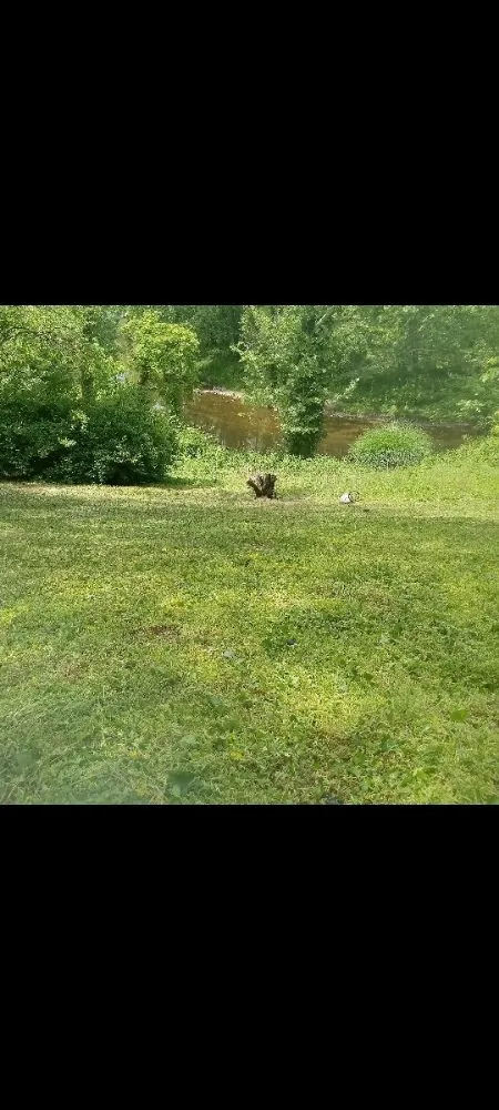 Top-rated yard maintenance in rixeyville, VA by Matt's Landscaping & Pressure Washing