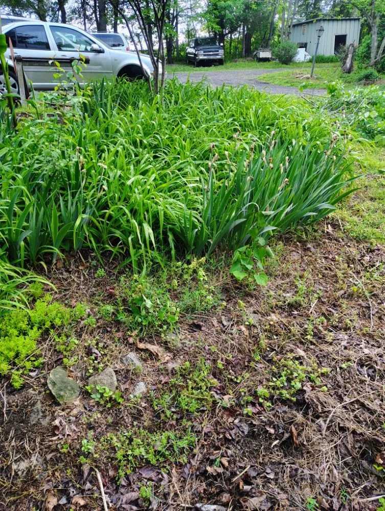 Professional yard cleanup service experts serving rixeyville, VA - Matt's Landscaping & Pressure Washing