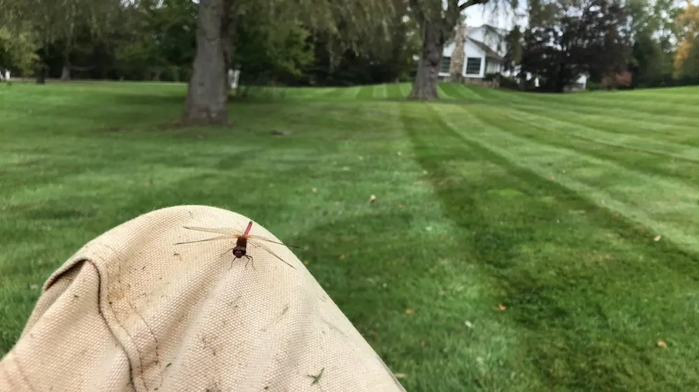 Reliable landscaping services for residential properties across Altoona, WI - Matts Landscaping