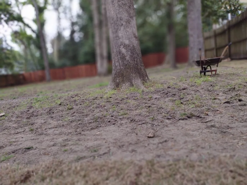 Professional yard cleanup service experts serving Hartsville, SC - Matt’s Lawn care & Landscaping