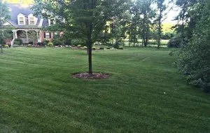 Local yard cleanup service in Evansville, IN - Matt's Lawn Care