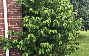 Reliable landscaping services experts serving Evansville, IN - Matt's Lawn Care