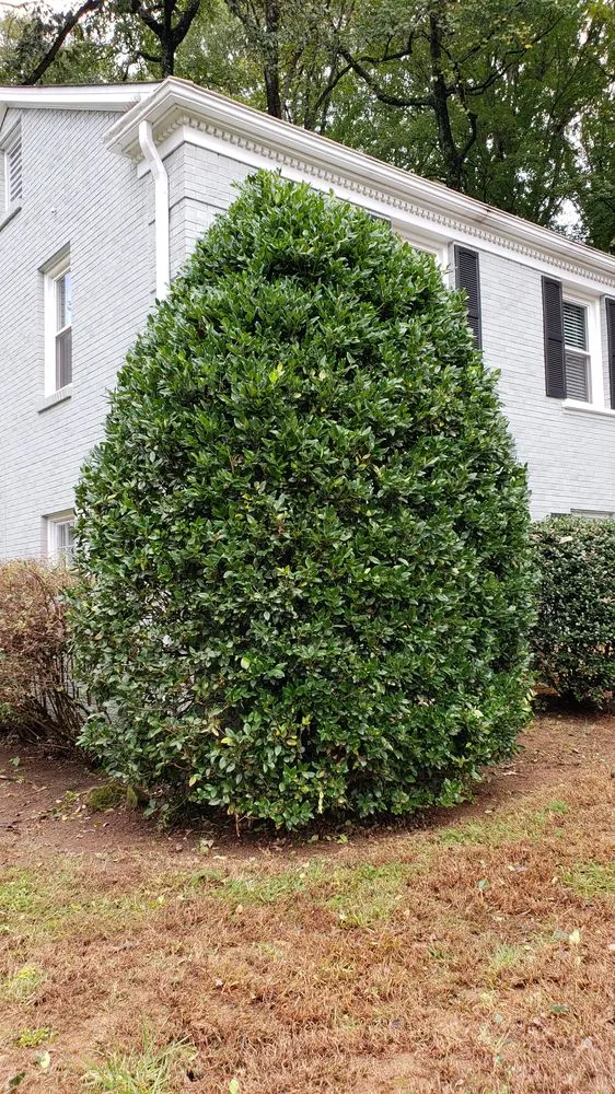 Affordable lawn mowing service in Charlotte, NC by Matt's Lawns