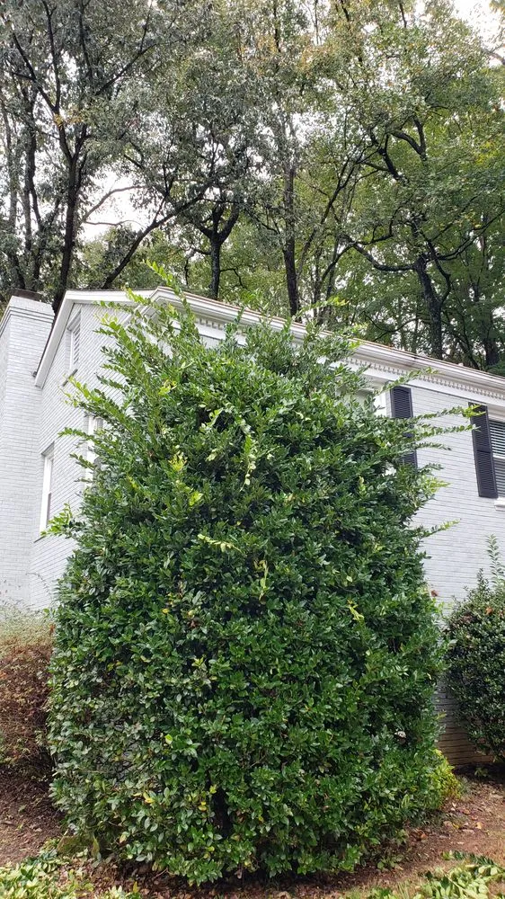 Affordable yard maintenance experts serving Charlotte, NC - Matt's Lawns