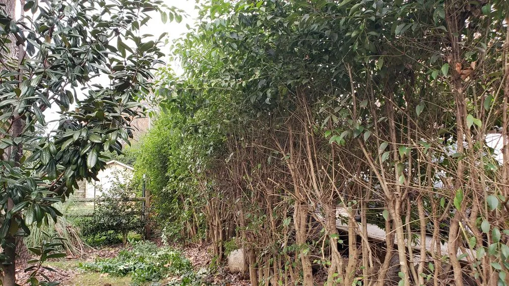 Local landscape installation experts serving Charlotte, NC - Matt's Lawns