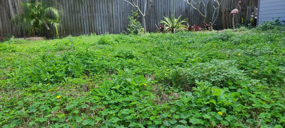 Trusted garden landscaping for outdoor upgrades in Seminole, FL by Matt's Mowing and More