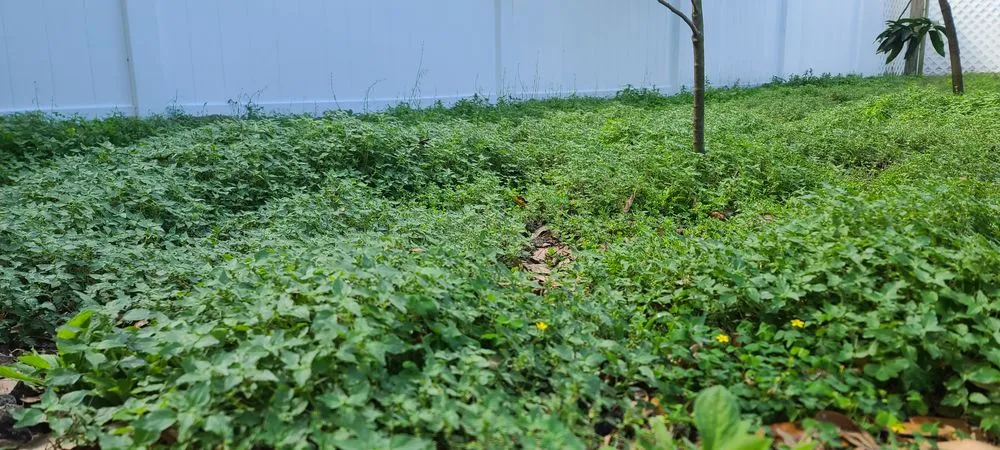 Custom lawn care service experts serving Seminole, FL - Matt's Mowing and More