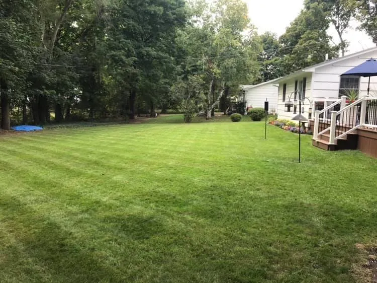 Local yard cleanup service in Fairport, NY by Matty Mows