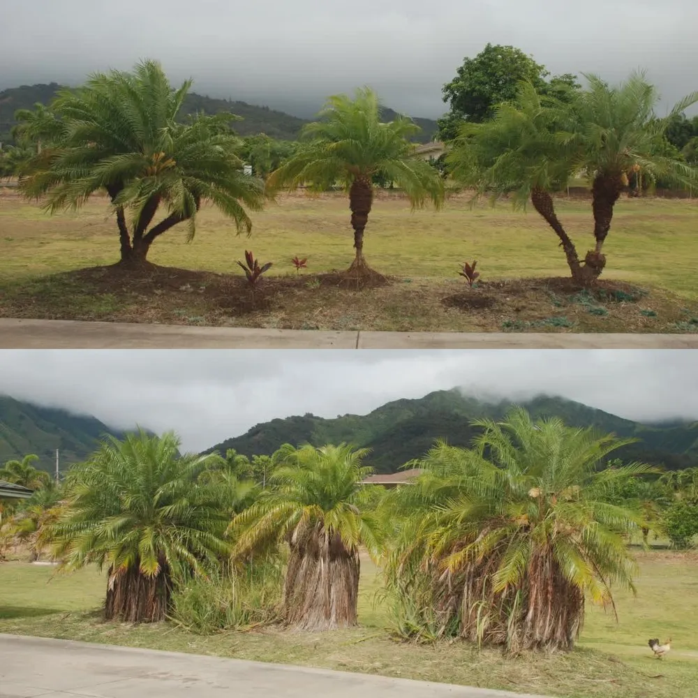 Reliable yard maintenance in Kahului, HI by Maui Irrigation and Landscaping