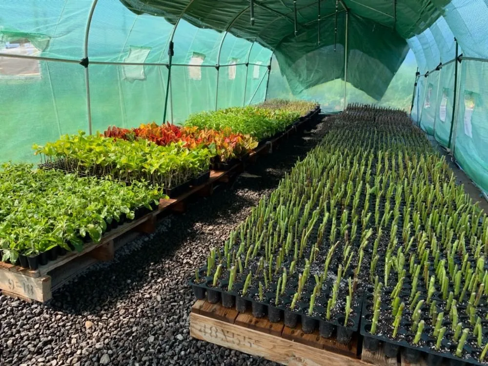 Custom lawn care service experts serving Lahaina, HI - Maui Landscape Services