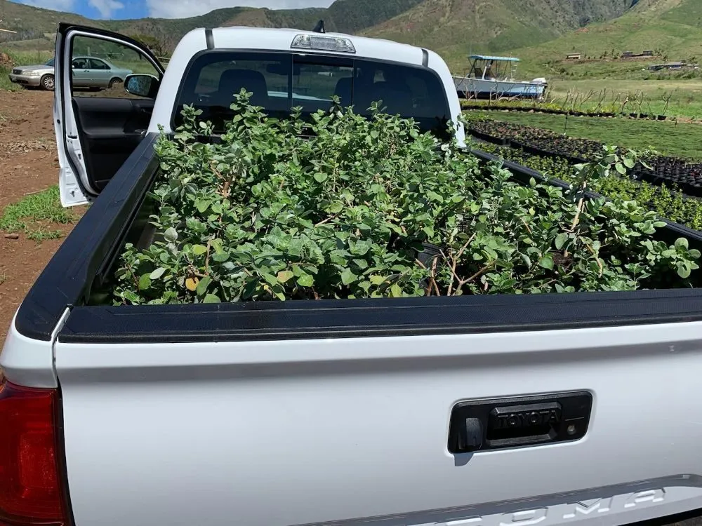 Trusted lawn mowing service in Lahaina, HI - Maui Landscape Services