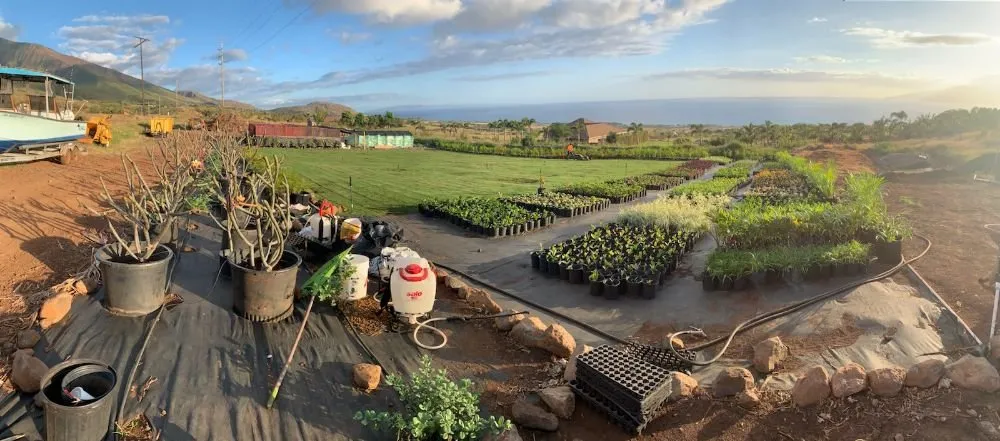 Trusted landscape installation in Lahaina, HI - Maui Landscape Services