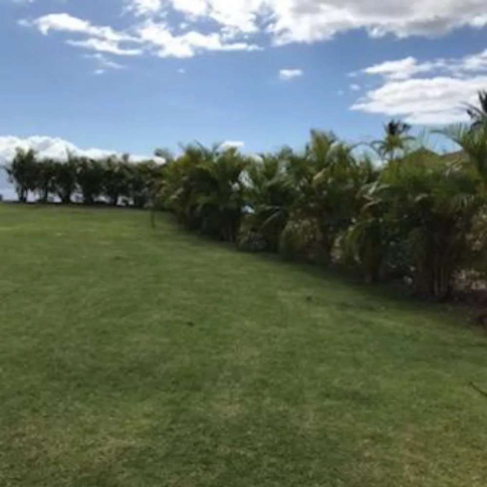 Trusted yard cleanup service in Lahaina, HI by Maui Landscape Services