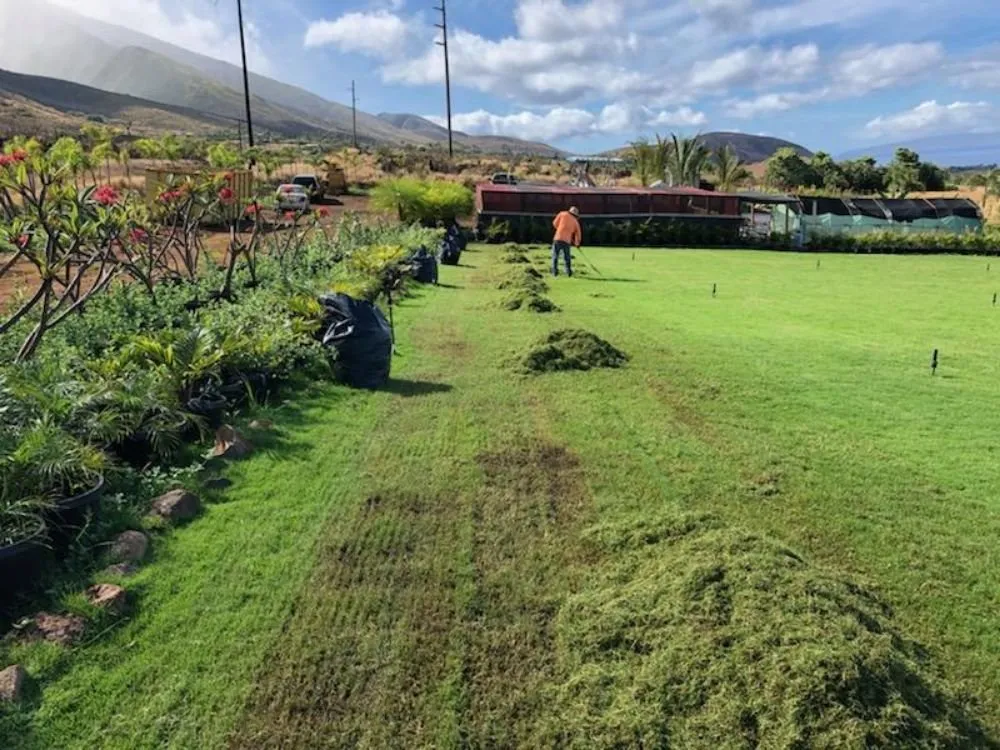Custom yard maintenance for year-round maintenance across Lahaina, HI - Maui Landscape Services