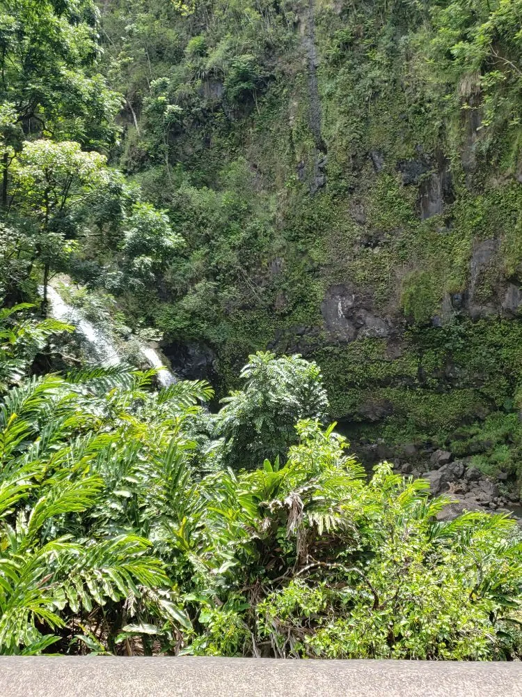 Top-rated yard maintenance in Lahaina, HI - Maui Landscape Services