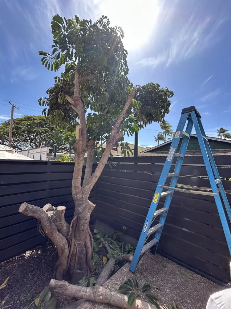 Affordable landscaping services in Kihei, HI by Maui Landscaping & Company