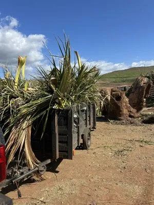 Maui Landscaping & Company