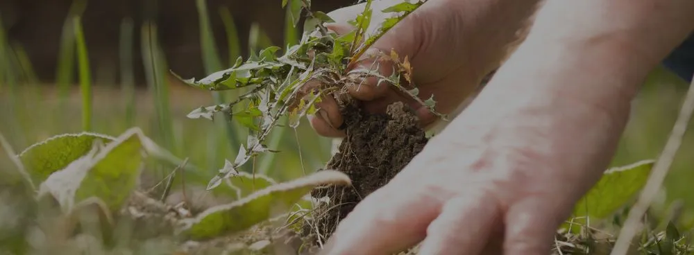 Affordable yard cleanup service in Wood Dale, IL - Maui's Landscaping